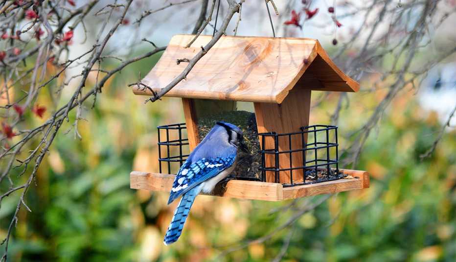Un pájaro azul se alimenta en una casita colgada de un árbol