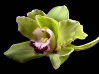 Primer plano de una Orquídea