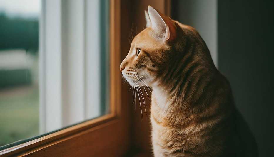 gato mirando por una ventana