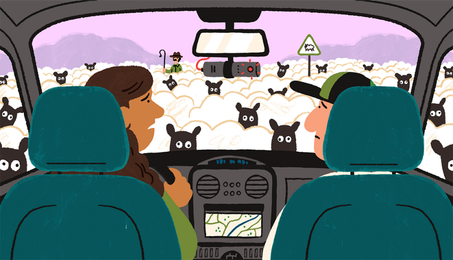 una pareja que conduce encuentra el camino bloqueado por ovejas y su cámara de tablero lo graba