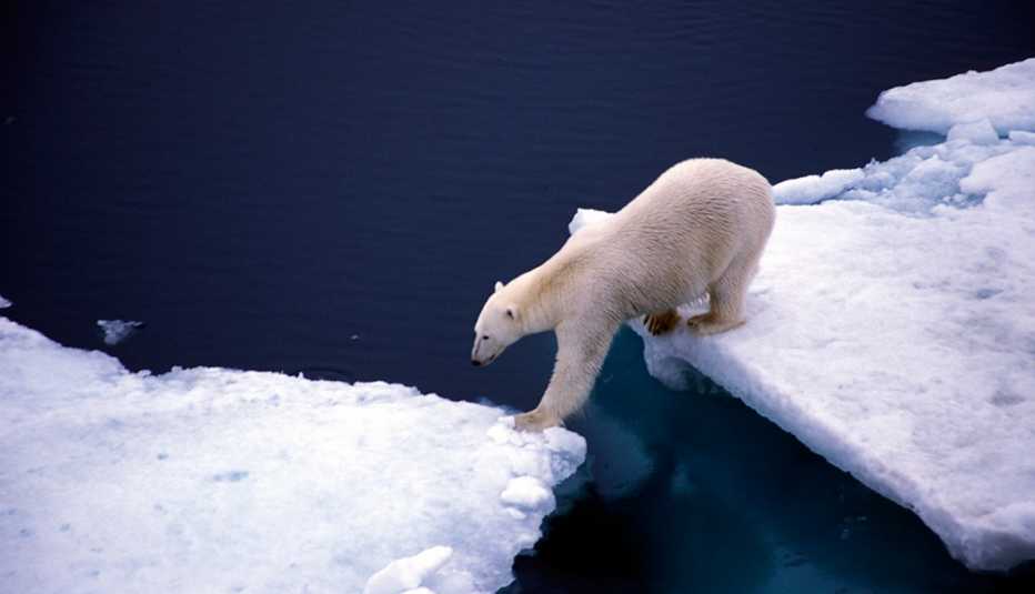 Oso polar caminando sobre pedazos de hielo