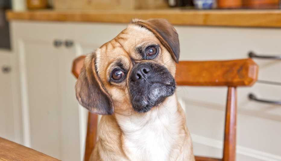 Pug Sits In Kitchen Chair With Tilted Head, AARP Home And Family, Get A Dog After 50