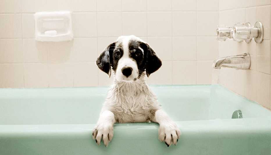 Ventajas y desventajas de tener mascota - Perro adentro de una bañera