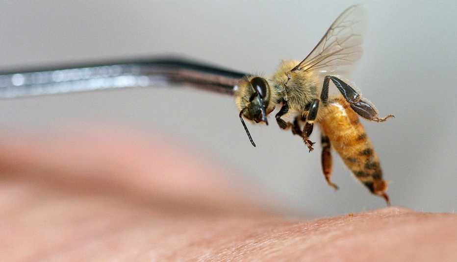 El veneno de las abejas como tratamiento de cáncer