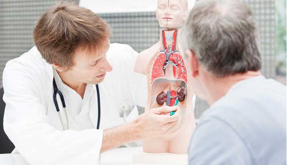 Médico utiliza un modelo anatómico para mostrar los riñones a un paciente mayor