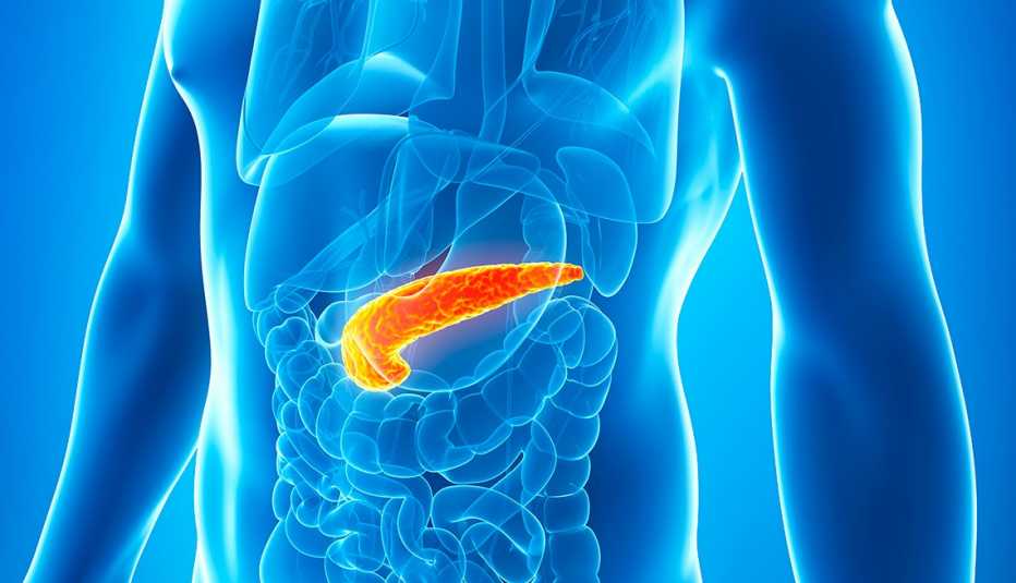 Ilustración del cuerpo humano donde se destaca el pancreas