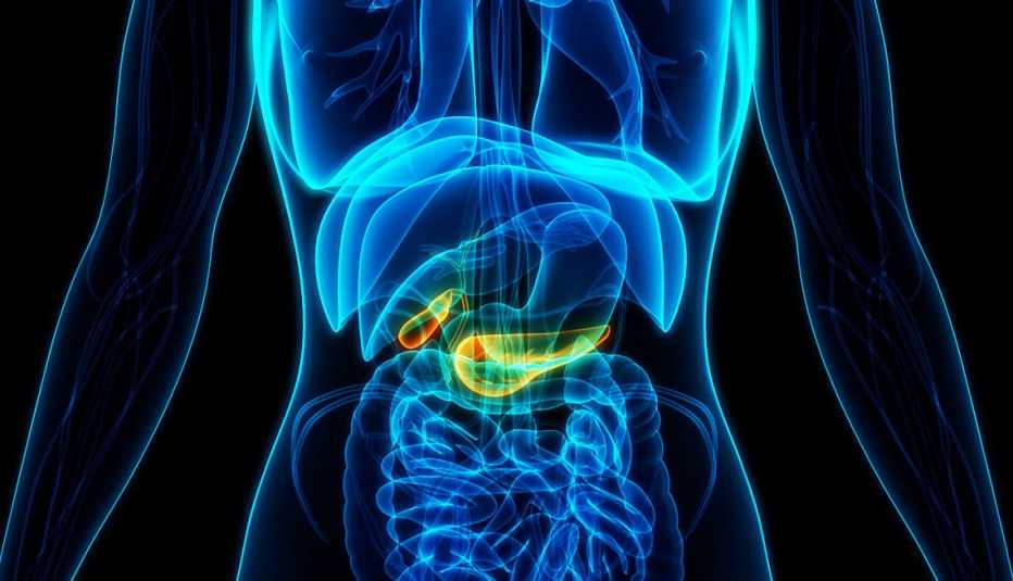  Ilustración 3d del cuerpo humano donde se destaca el páncreas