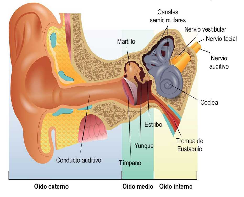 Diagrama del interior de un oído