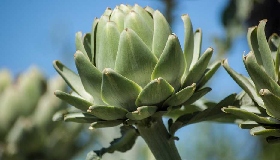 Alcachofas en su planta