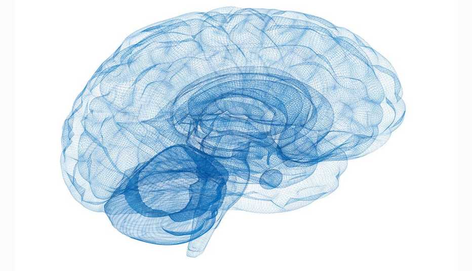 Modelo de alambre Cerebro