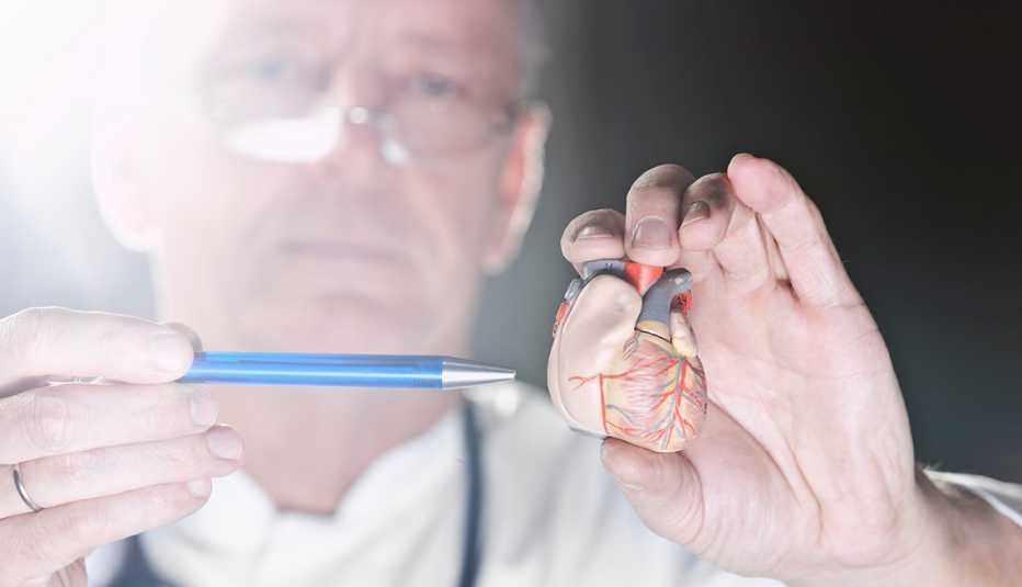 Médico con un modelo a escala del corazón - Problemas circulatorios, cuando ir al médico