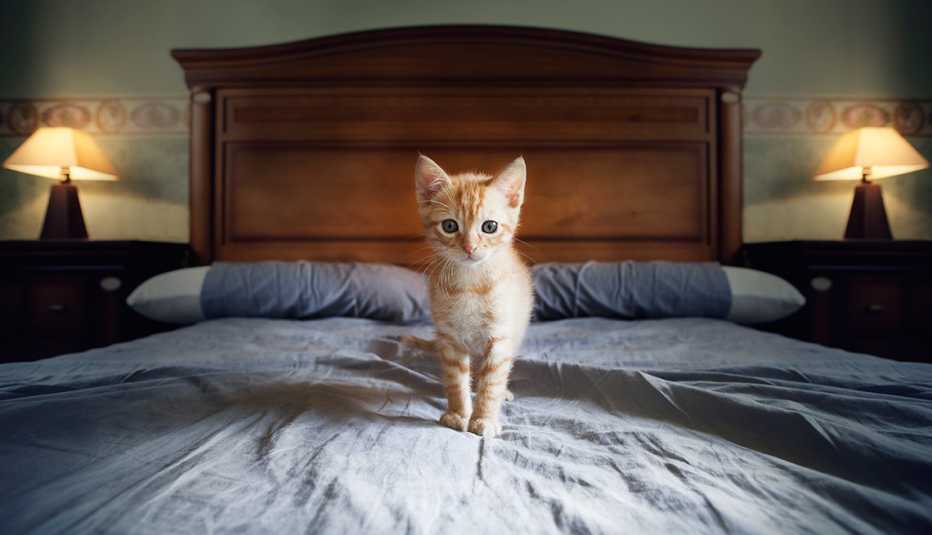 Gatito sobre la cama