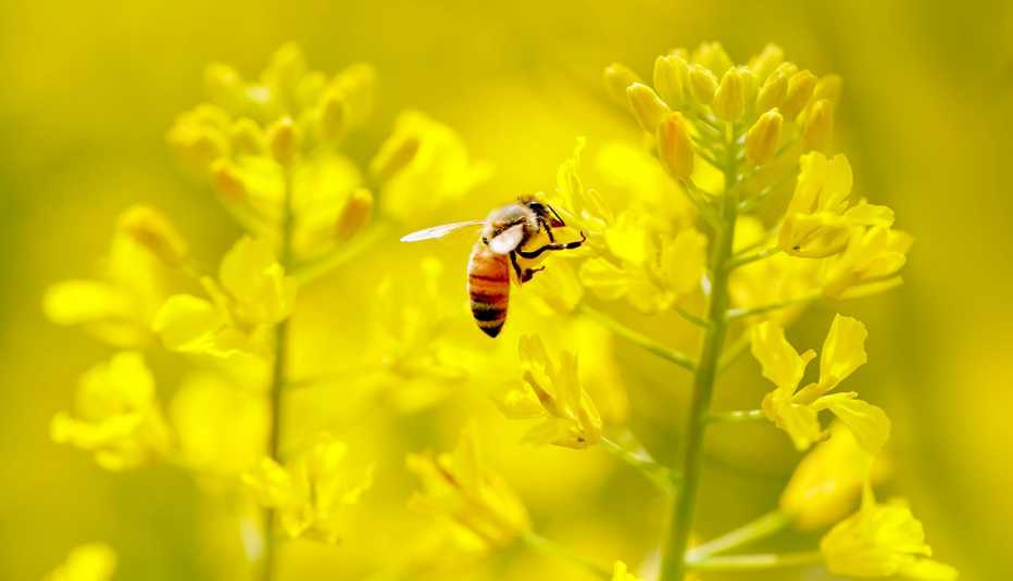 Una abeja polinizando flores amarillas