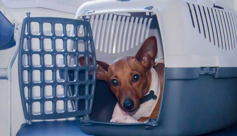 Un perrito en su jaula listo para viajar