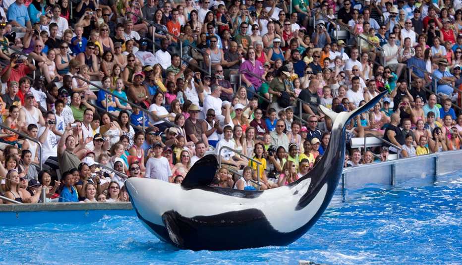 Killer whale performance at SeaWorld in Orlando, Florida, Multigenerational Family Vacation Planning, Travel