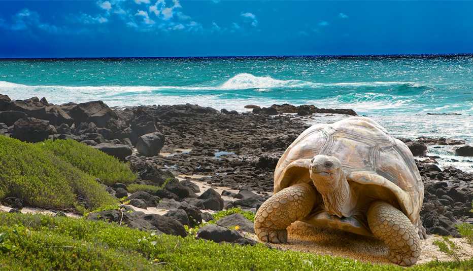 Tortuga grande con el mar atrás en las islas Galápagos