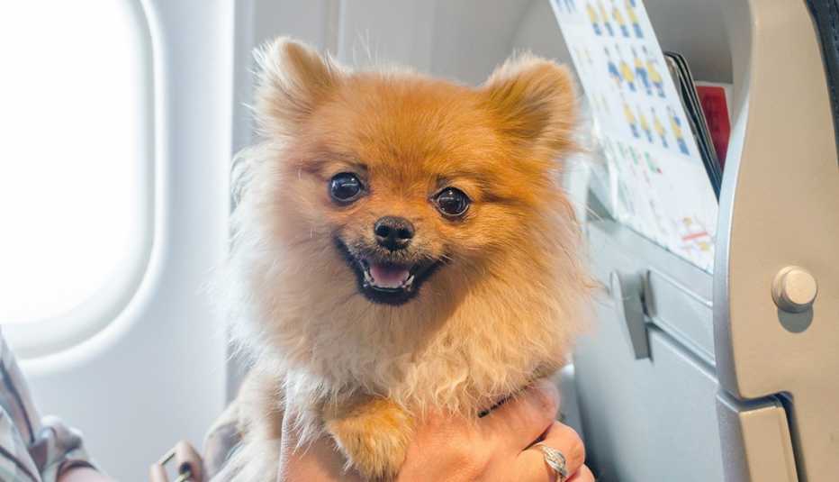 Perro pequeño spitz pomerania en una bolsa de viaje a bordo de un avión