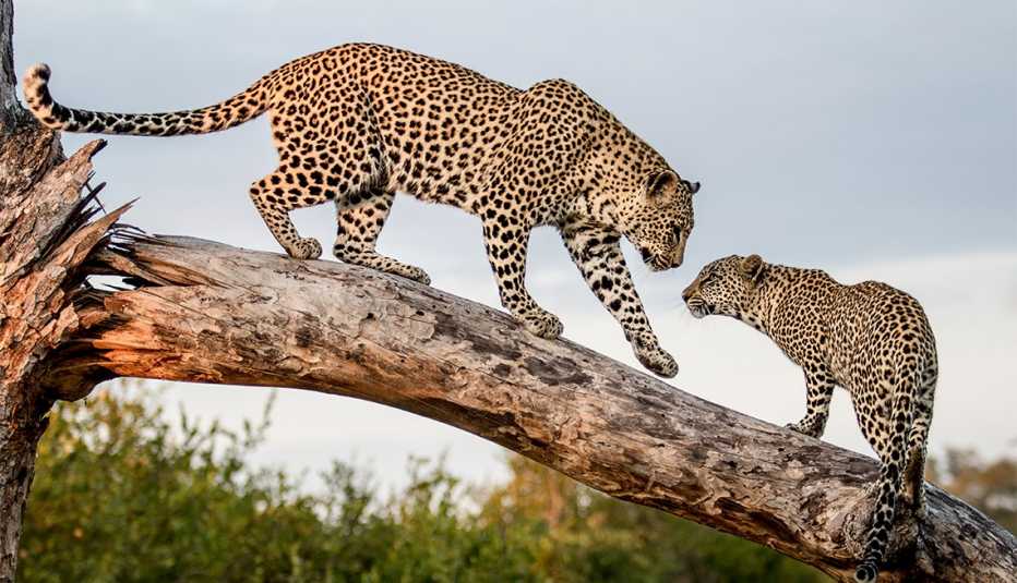 Una madre leopardo, camina por un tronco hasta su cachorro
