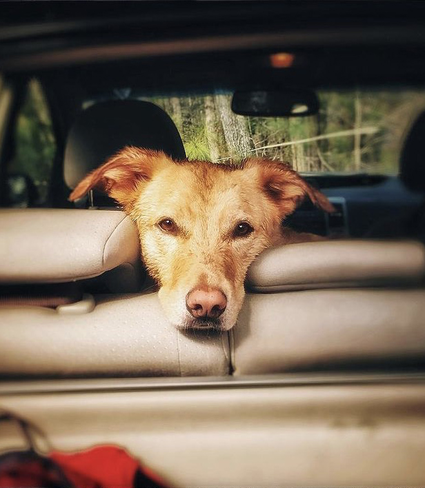 Perro posa su cabeza sobre el respaldar del asiento de un auto