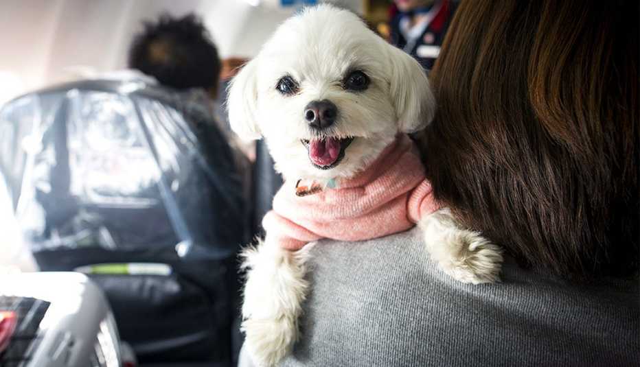 Un perro sobre el hombro de una persona que está sentada en un avión