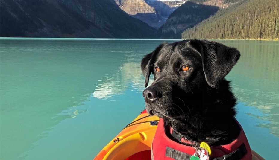 Edgar, un labrador retriever, en Lake Louise en Alberta, Canadá