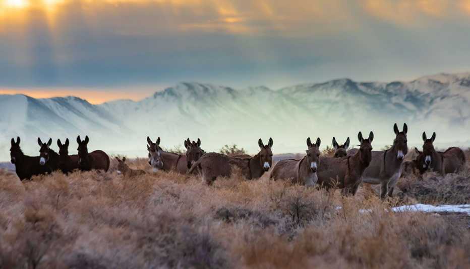 burros salvajes en California