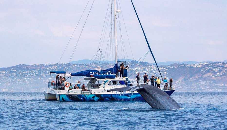 los catamaranes de Captain Daves pueden llevar a los turistas a safaris de avistamiento de delfines y ballenas