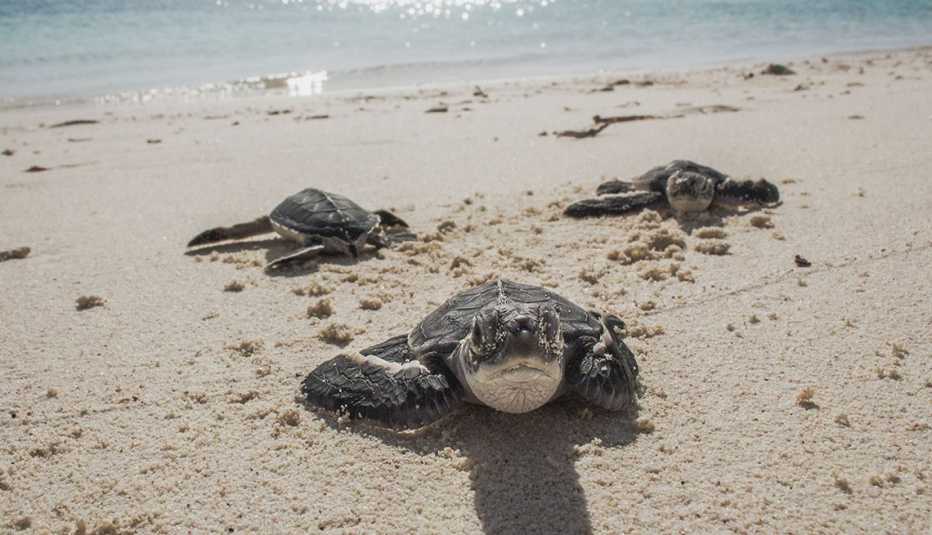 bebés de tortugas en peligro de extinción en una playa en México