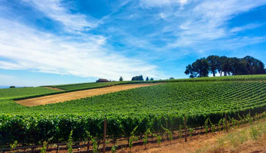 Viñedo de uvas pinot noir en la región vinícola de Oregón