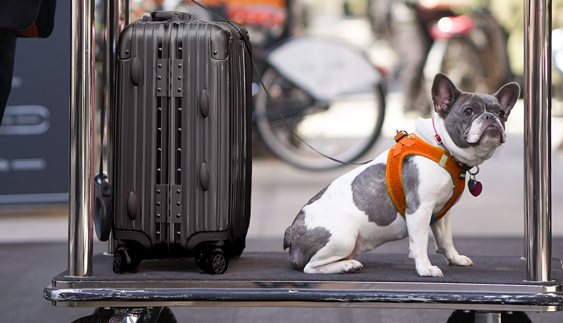 Un perro va montado sobre un carrito para llevar equipaje