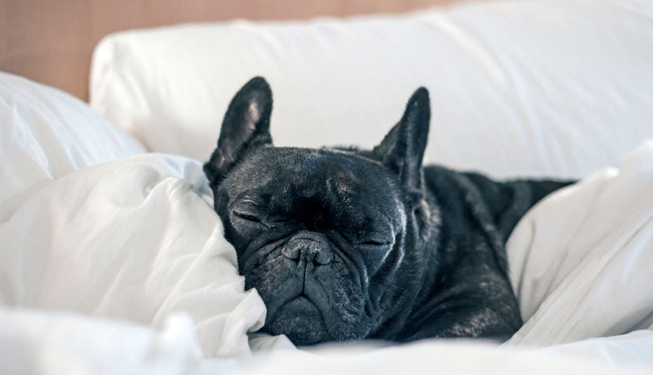 Perro durmiendo en una cama de hotel