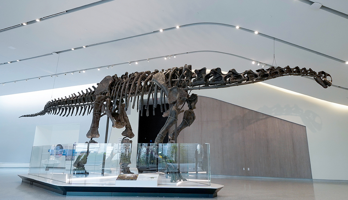 El esqueleto fosilizado de un saurópodo conocido como Happy recibe a los visitantes del Museo de Historia Natural de Cleveland en Ohio.
