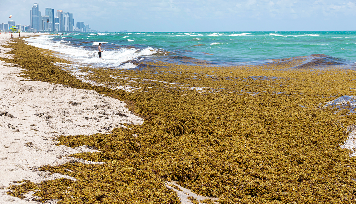 playa en Miami Beach, Florida, cubierta de sargazo