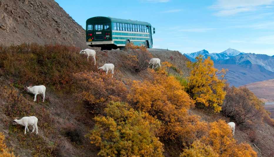 Cabras en la ladera de una montaña cerca de un bus