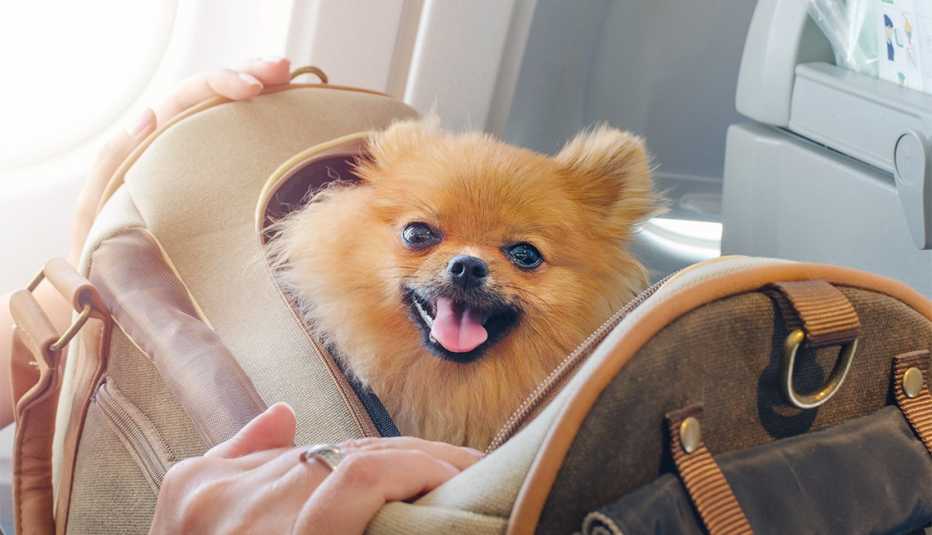 Perro pequeño dentro de un maletín de viaje a bordo de un avión