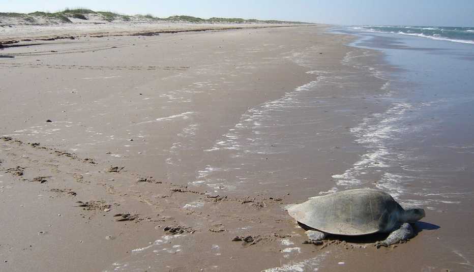 Una tortuga en la orilla de Padre Island National Seashore.