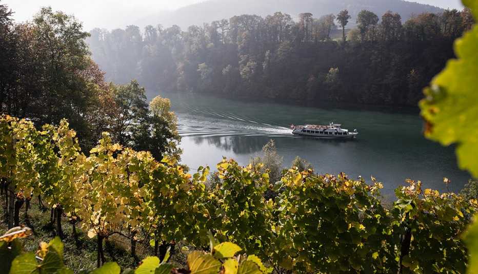 Vineyard on the Rhine river