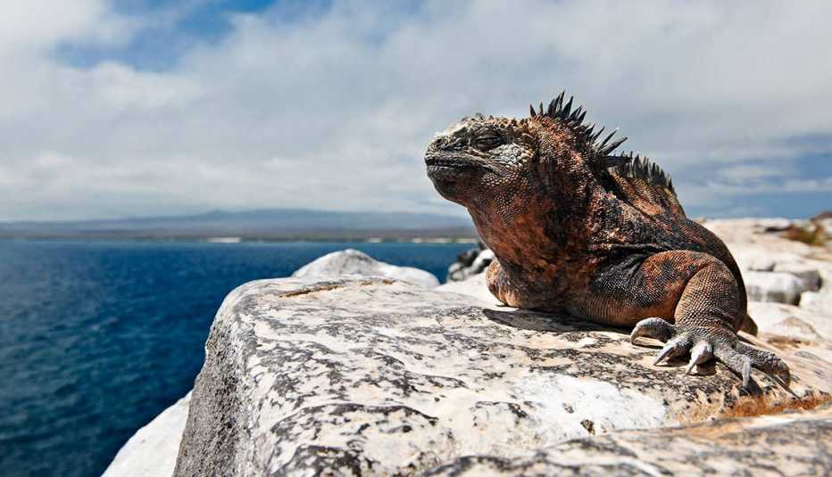Una iguana sobre un acantilado en las Islas Galápagos