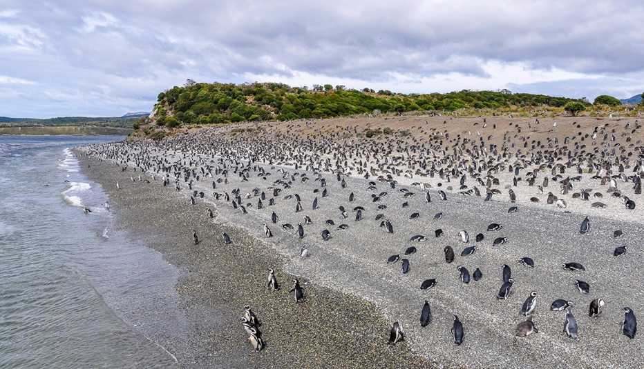 Isla Pinguinos, Ushuaia, Argentina
