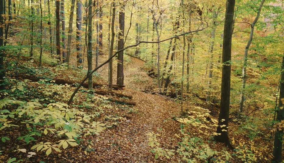 El otoño temprano colorea pequeños arcos de árboles sobre el sendero Melvin Hazen en el Parque Rock Creek, Washington, D.C.