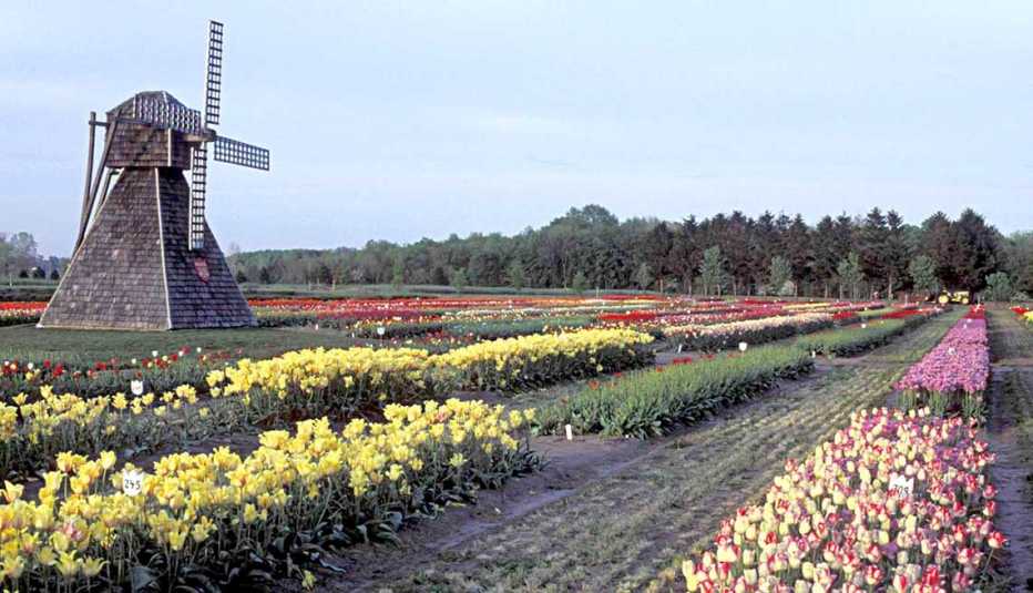 Affordable Spring Trips Holland