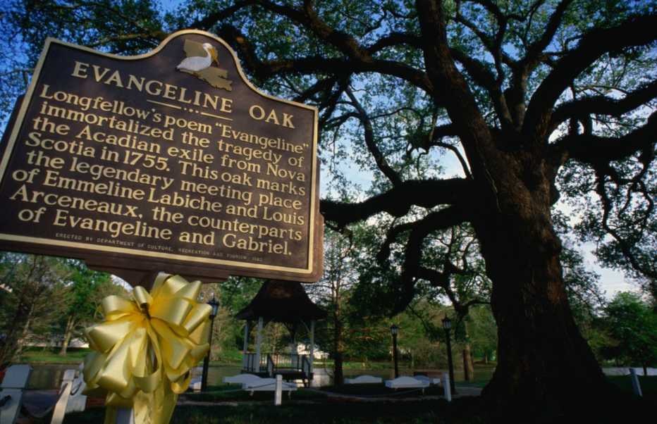 Placa conmemorativa en el Evangeline Oak.