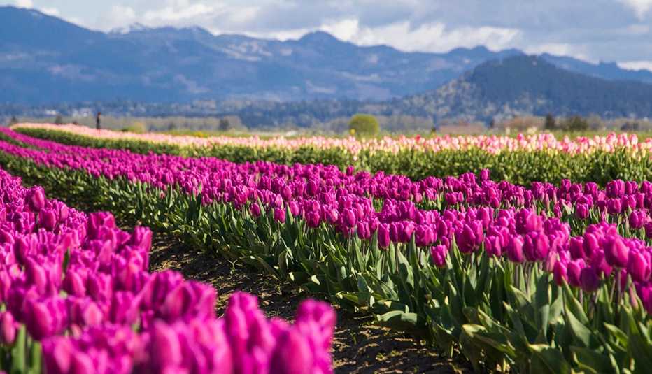 Campo con tulipanes florecientes