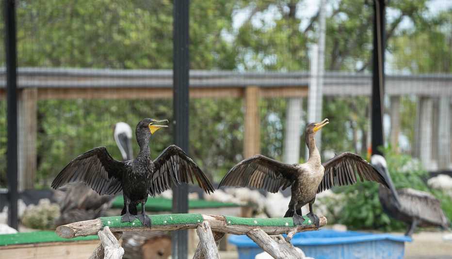 Pájaros en un centro de rehabilitación en los Cayos de Florida