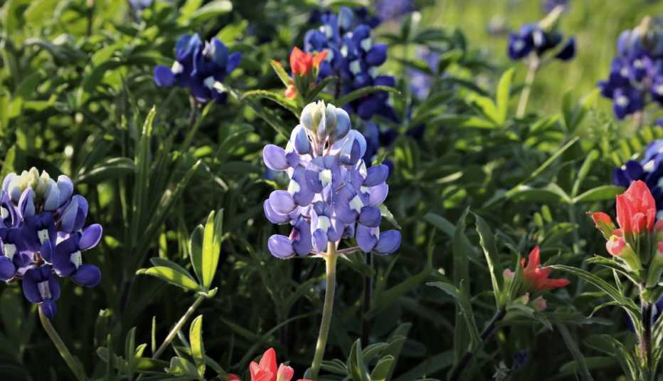 Flores de bluebonnet en el campo