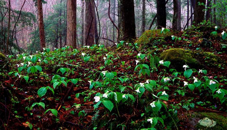 Flores en el Parque Nacional Great Smoky Mountains