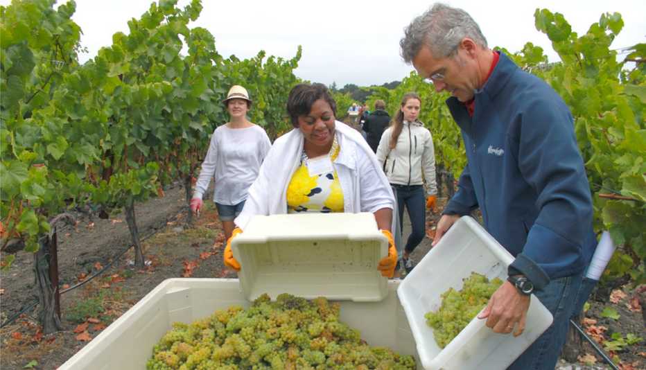 Participantes en la cosecha de uvas en un campamento de verano para adultos dedicado al vino espumoso