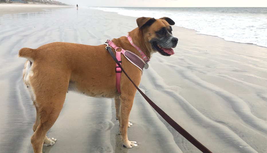 Perro paseado en una playa