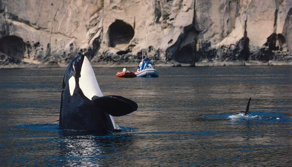 Una orca en las Islas San Juan, Washington