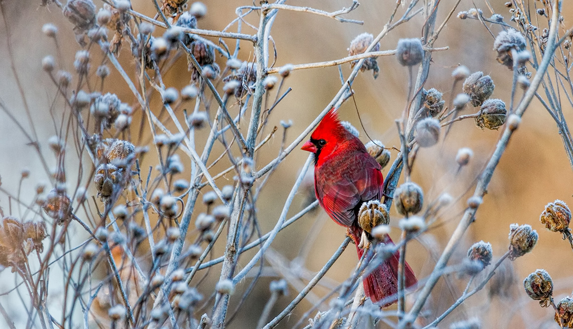 2023 AARP Foundation 2018 Photo Calendar Contest Winners to organizations 